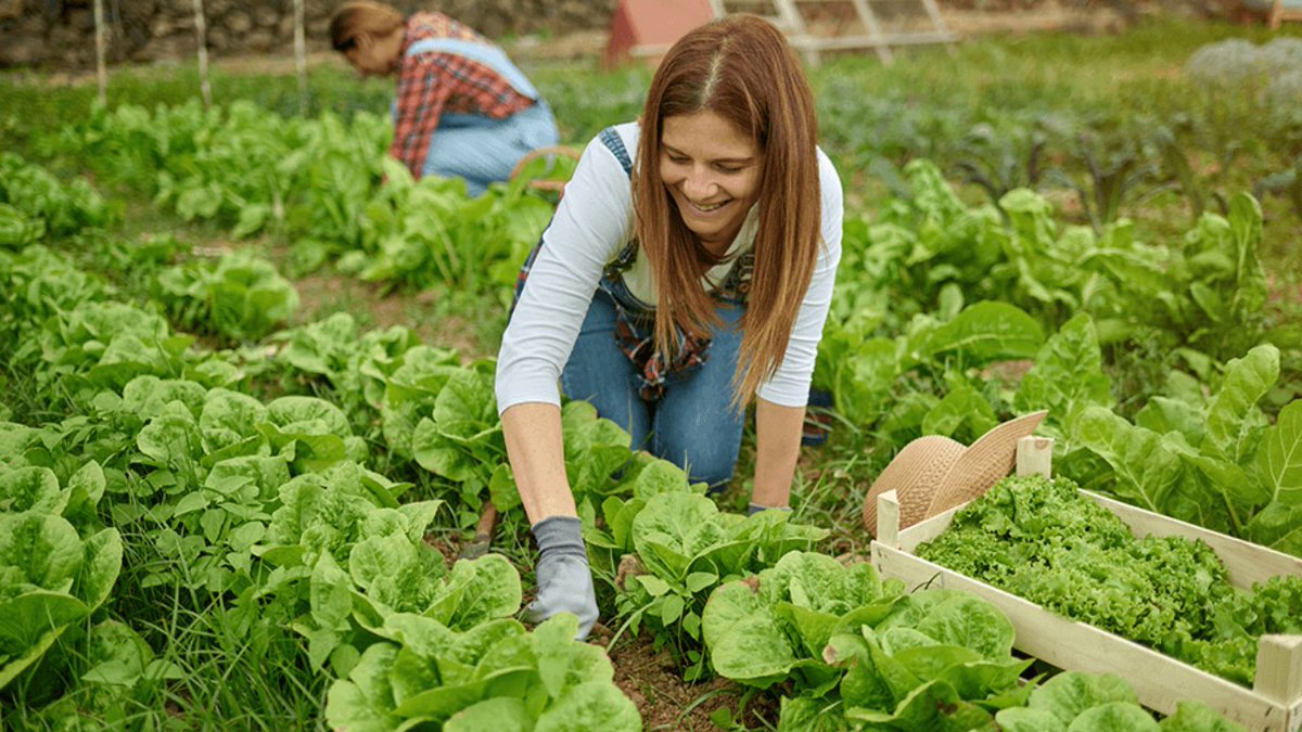 How to Make Money Farming: Reaping the Green in Every Way #SmallBusinessFinance #FarmingBusiness  smallbiztrends.com/2023/09/how-to…