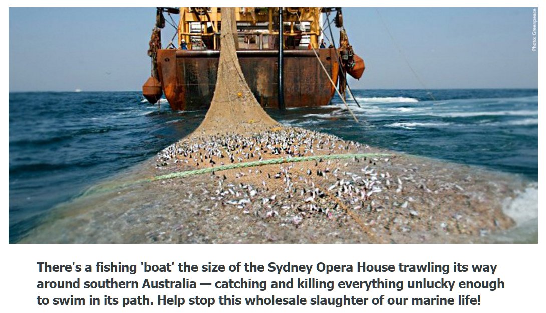 raythemouse's tweet photo. Hard to believe the oceans could be devoid of many fish species within a few short years.
At the present rate of decline caused by fleets of fishing trawlers, especially the supertrawlers that take everything in their huge nets, the future for fish does not look good. https://t.co/Jl8V8N1DSY