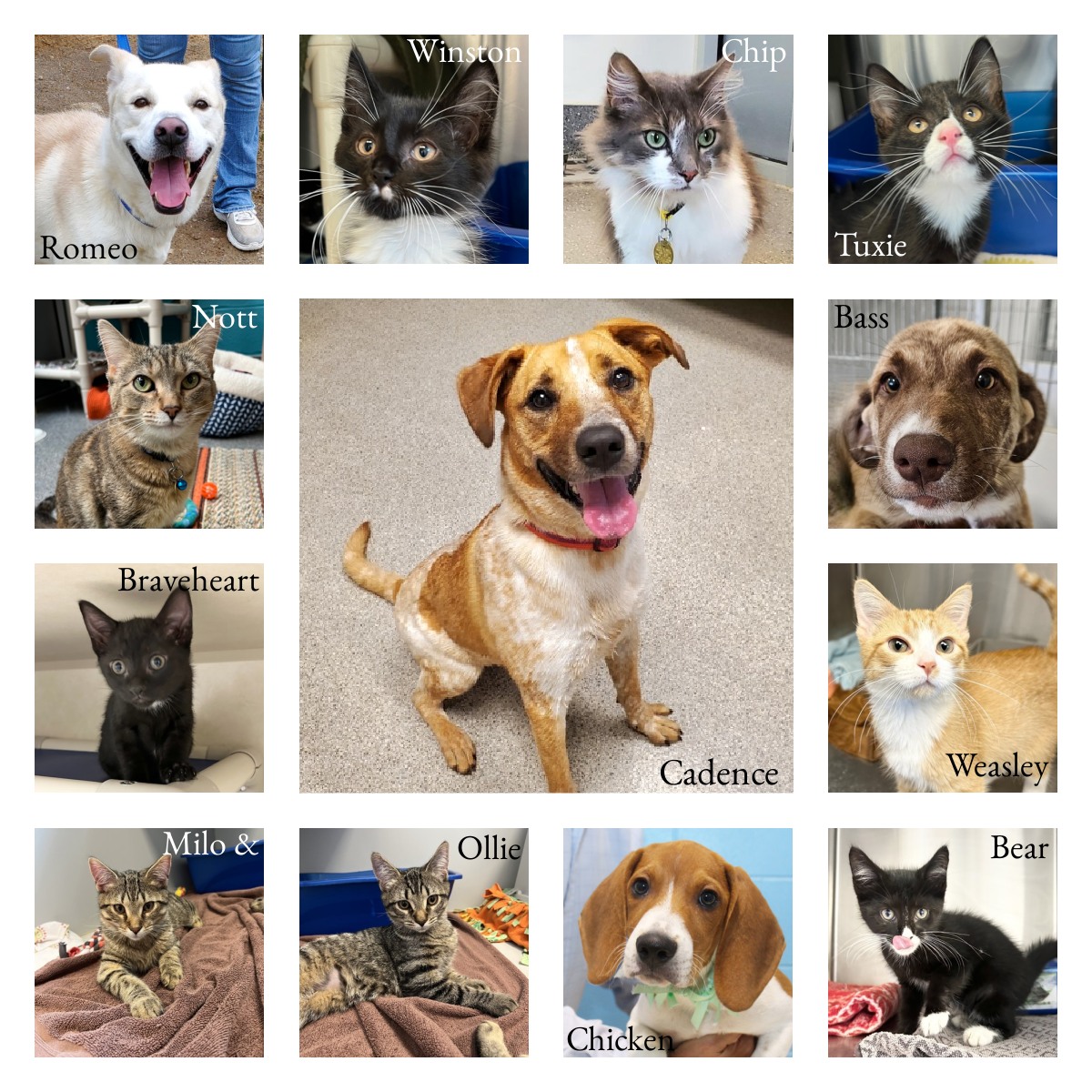 Good_vibes_up's tweet photo. 32 PETS got ADOPTED this weekend!! ๐๐๐
From Capital Area Humane Society @CAHSLansing:
"We had a busy day sending 28 animals into their new homes Saturday! Congratulations to everyone that brought home a new companion. We also want to give a special shout out to a few of our long term residents who were adopted today including: Cadence, Nott, Romeo, and Chip!
Photo Credit: CAHS Volunteer Photography Team"
#AdoptLansing
TYSM adopters & https://t.co/yYH1BIaVpo
Twitter Rescue Network โฌ๏ธโฌ๏ธโฌ๏ธ
@reddogsusie @TaniaHop3 @WinglessBird_ @SandraK93322487 @for_pittys @NMBewitched @ckarr2 @venetianblonde @Dubs4Mutts @MyBoxerLuvMac1 @mapleveewesem @Gingy4Usa @ohrles @AngelaORegan7 @JayneMarie007 @Janetlynne211 @rollca49 @MelissaRNMBA @DebraDragonhea2 @jijmpel @EMluvsPibbles @AnneBay4 @betsrosed @MaeDavi34581419 @beeleevitonly @DarleneSwan11 @BoomerBeatViews @SherMoss7 @sharon58642664 @DebbieS00060220 @PhaedraXTeddy @ColleenOwens4 @Gailmike101 @VinnAntonelli @nasrene41 @PeterAskin1 @htfleming73 @GoldenBeverley @LisaBrabson @MelodyLenz6 @psychicwhisper3 @lmcplc20169 @Barbann56 @AlisonStruther9 @marilynwinders @the_sigismund @clydeitstime
