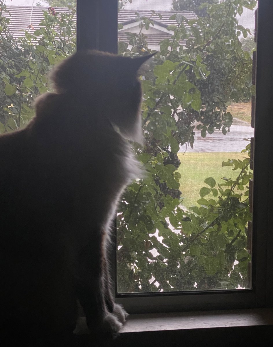 urpuredoll's tweet photo. watching the rain https://t.co/uE3rGZH8AE