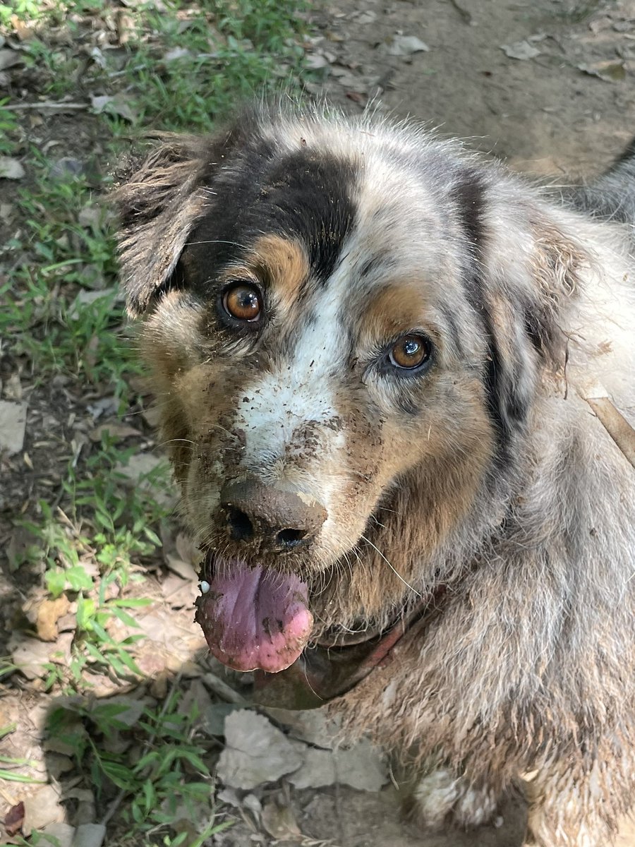 Good dog or bad dog?