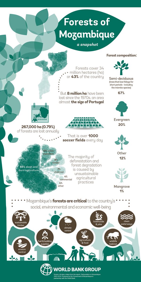 UNBiodiversity's tweet photo. Mozambique 🇲🇿 is a country with significant natural forest cover. 

Native forests and woodlands cover 43% of land-mass, harbouring extensive #biodiversity and unique landscapes. 

Learn more about the forests of Mozambique via this @WorldBank infographic ⬇️ https://t.co/wvT6lUEE61