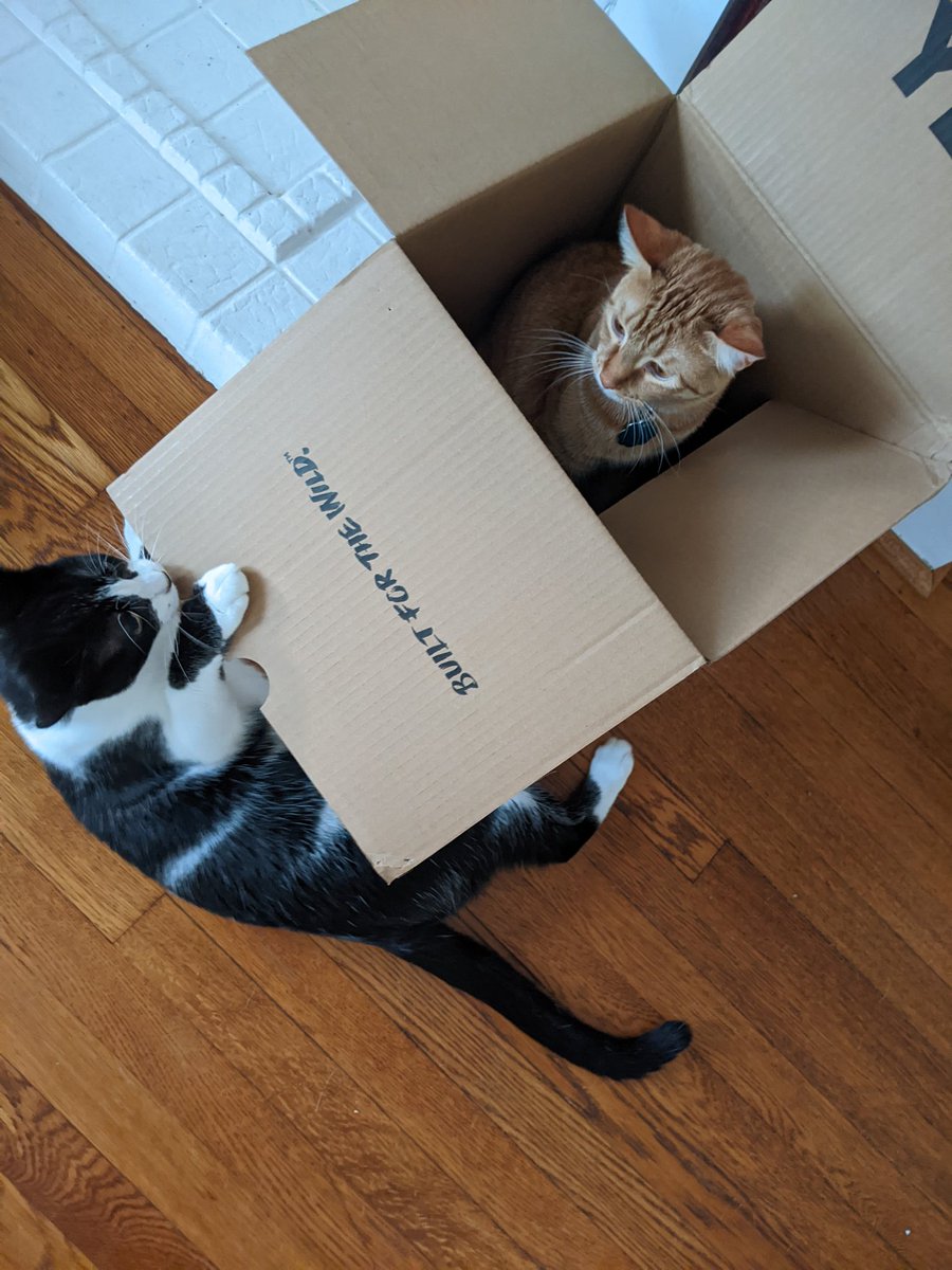 spicesiblings's tweet photo. @SamAndSamNdSam Can you imagine... Five of this guy?  He always tries to attack.  When I'm just relaxing in my box. https://t.co/8Ewk7OLBFZ