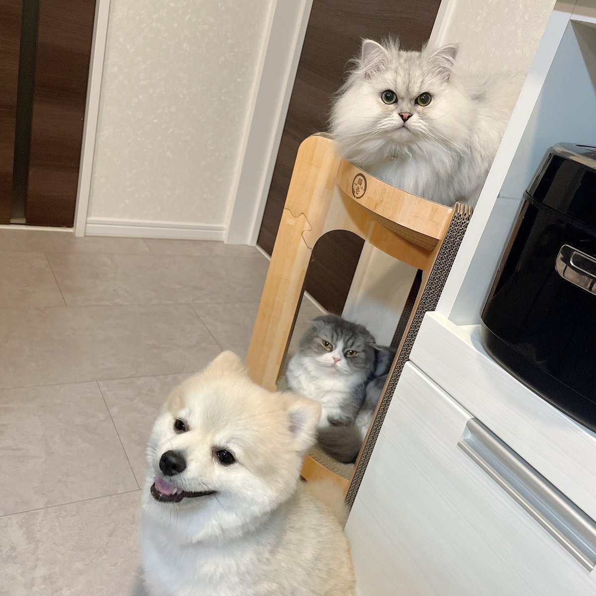 3匹集合写真と新しく買った2段の爪研ぎ🫶
上の段の取り合い🙄👋