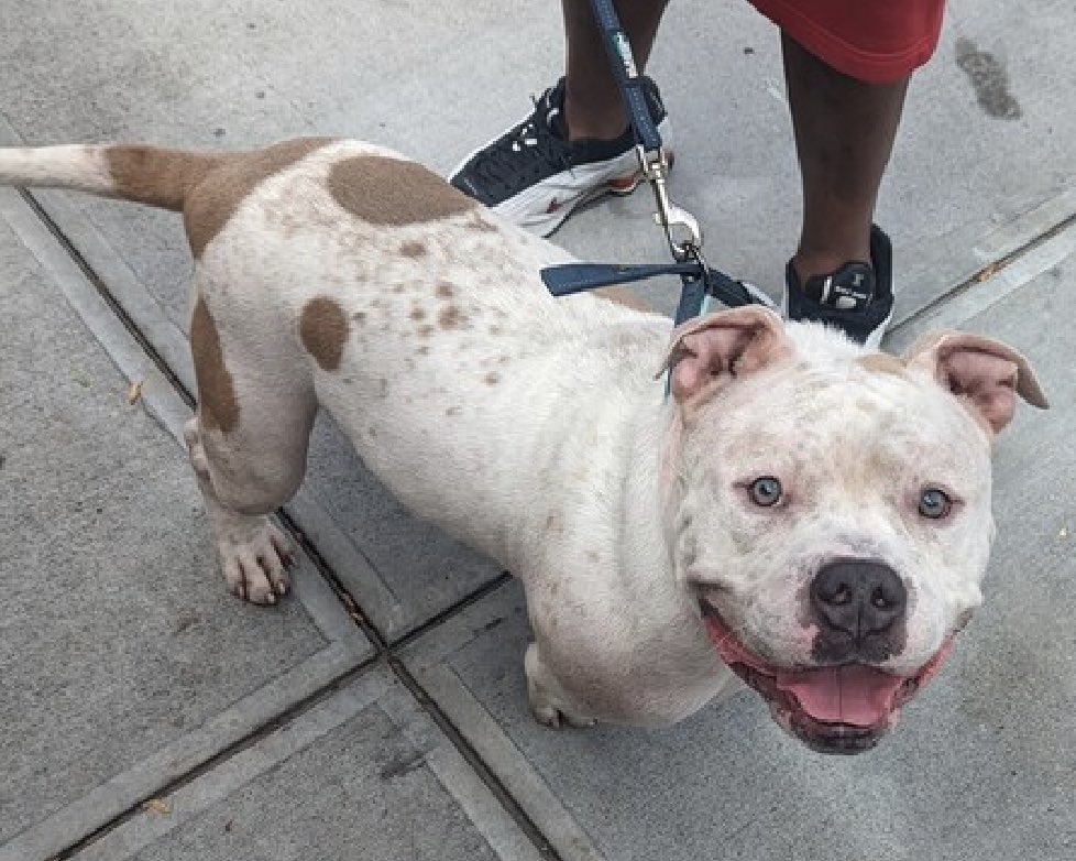 So fearful and shut down, puppy Cash 179821 arrived AUG 14 and NYCACC has not yet conducted a handling assessment, instead placing him immediately TBK Tuesday. Just 1yo, he retreats to the back of his kennel when approached and is not comfortable with handling. A target who…