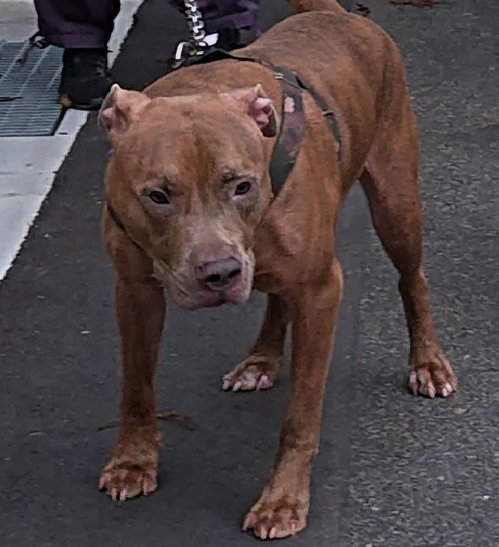 エースはピットブルです。 ピットブルは「世界で一番人を殺した犬」と呼ばれ、複数の国で飼育が禁止されています。  笑顔がかわいいエースですが、激怒すれば断耳したように耳をねかせ、目をつり上げ、全身の筋肉を血管が浮くほど硬直させます。 この画像もエースです ..., image size:1000x1096