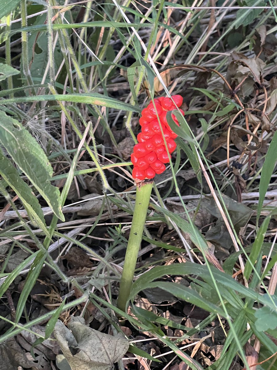 deedeelea's tweet photo. Just missed #WildflowerHour but here’s some cuckoo pint which was all along the side of the #Countryway and #WealdWay path in Kent. https://t.co/NQ7viBMDyM