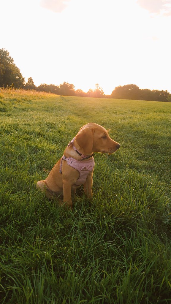 Clarky_gtr's tweet photo. So in love. She has fit right into our family ♥ https://t.co/xZAOCWNhMa