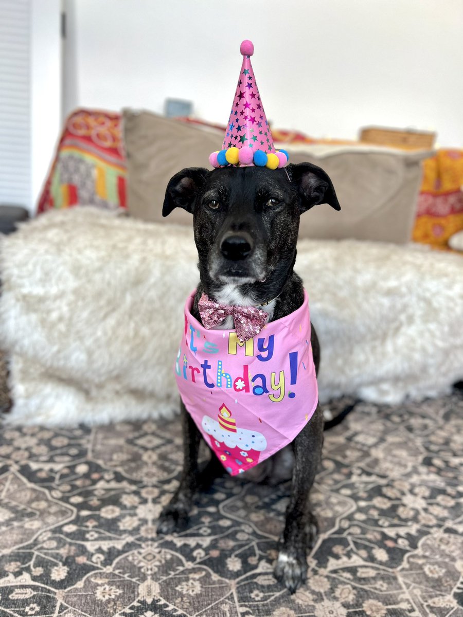 Juniper Bear and the Couch Potatoes tweet media