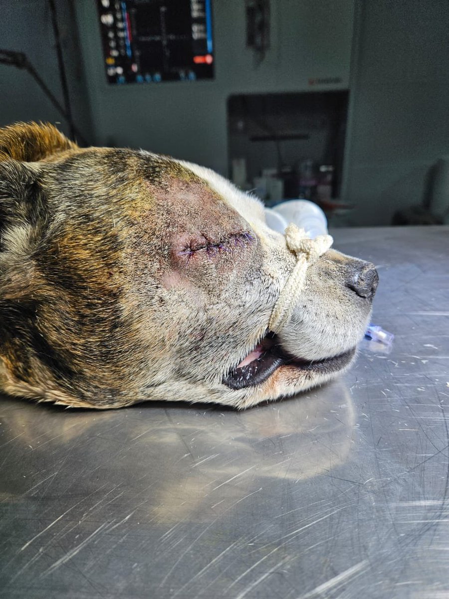 Foxie fue operada luego de ser encontrada así en la calle. Necesitamos madrinas y padrinos para ella 🙏 

👉🏻¿NOS AYUDAS CON LOS GASTOS??? 

En Argentina CVU de MercadoPago 👉 lacasitadelula
Fuera de Argentina 👉🏻 Link de PayPal en la biografía.