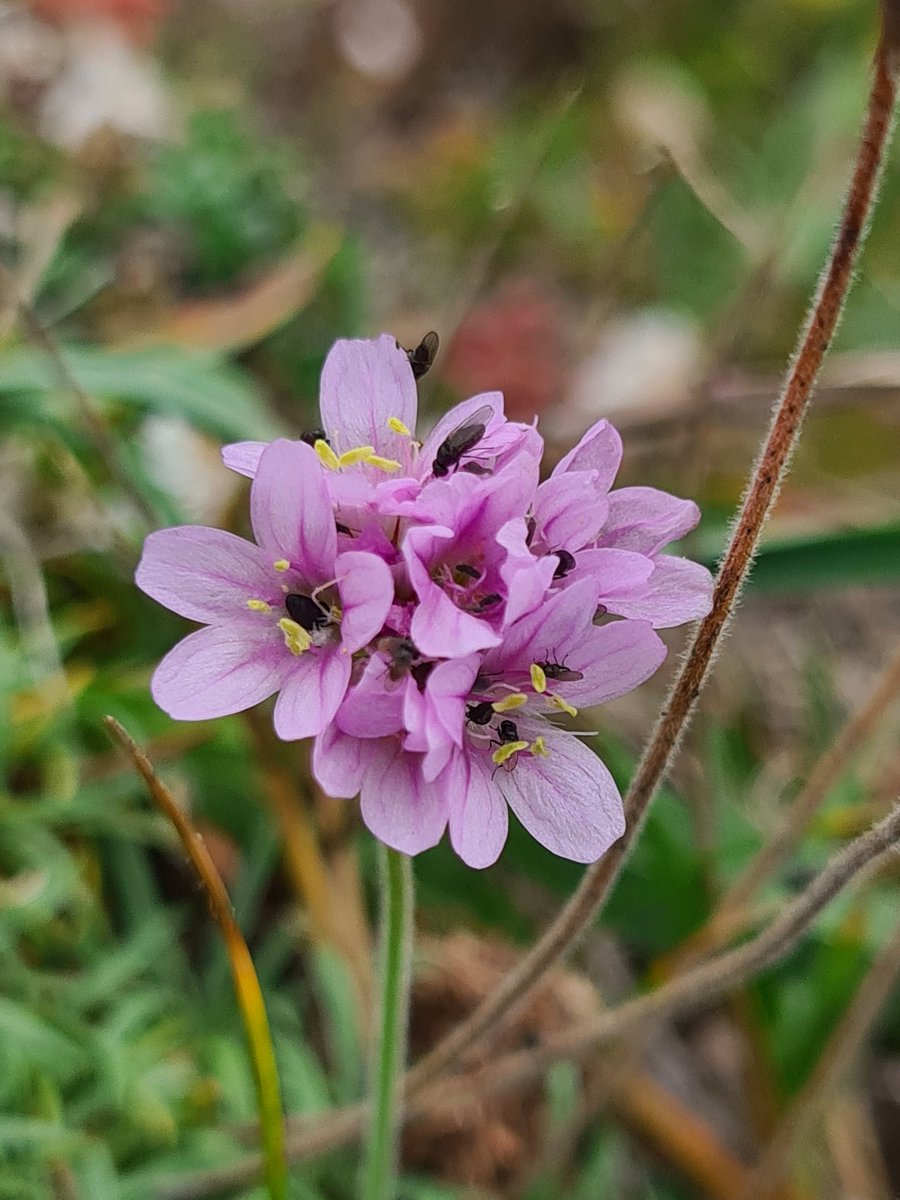 JennieShowers's tweet photo. My #ByTheSea flowers for #WildflowerHour - not very good photos - blame the impatient family!!! Devil's bit scabious, Autumn lady's tresses, Thrift and Autumn Squill. South Devon. https://t.co/cYkWg7GeFr