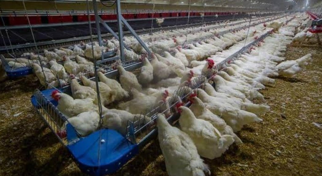 gusholderhaber's tweet photo. YKS'de bir kişi, Sayısal 13 bin sıralama ile Bolu Kanatlı Hayvan Yetiştiriciliği'ne yerleşti https://t.co/oJgimWVskh
