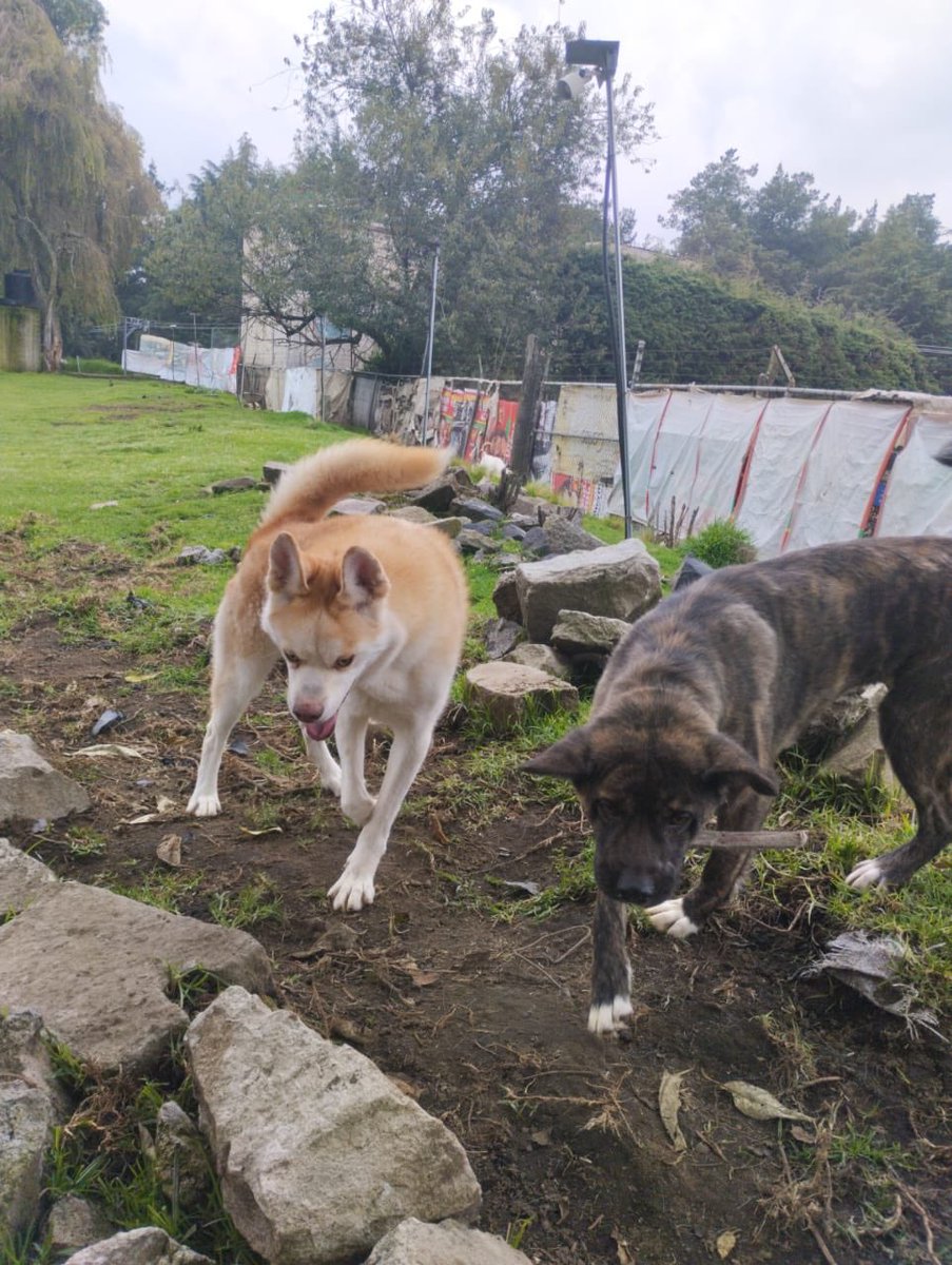 FundacionToby's tweet photo. Estamos súper desanimados 😔 Sam no mejora, las rifas van súper mal, no ha habido pedidos para pays y no salen viajes, en días como hoy nos dan ganas de ya no continuar, nos llegan casos de perritos que necesitan ayuda y nos parte el corazón no poder 😔 aún debemos mucho en Omnimalia y For Pets.
Igual nosotros seguimos poniendo nuestros productos y servicios a sus órdenes amigos 🧡
Si alguien también puede apoyarnos se los agradeceríamos eternamente!!

- BANCOMER
Cuenta: 0117412991
Clabe: 012180001174129915
Tarjeta: 4555113008742068