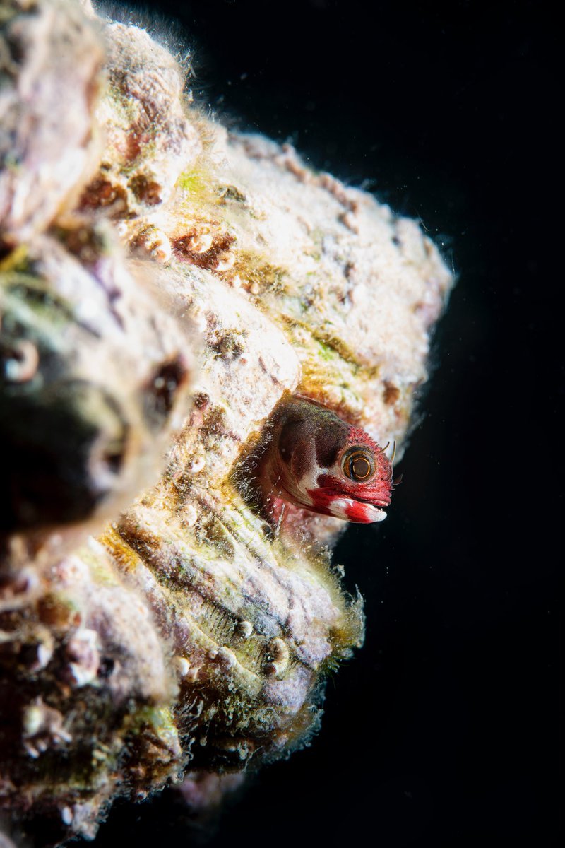 BanderasScuba's tweet photo. Somebody is at home in Los Arcos.
Blenny reach a size of a pinky  nail.
August 2023
#BanderasScuba #Banderasscubarepublic #PVScuba #PVPADI #PADI5star #pvscubadiving #PuertoVallarta
 #PADIPV
#SCUBADIVINGPUERTOVALLARTA
#SCUBADIVING 
#PUERTOVALLARTASCUBADIVING  
#PADI #vivanatura https://t.co/zxjqyeCZKc