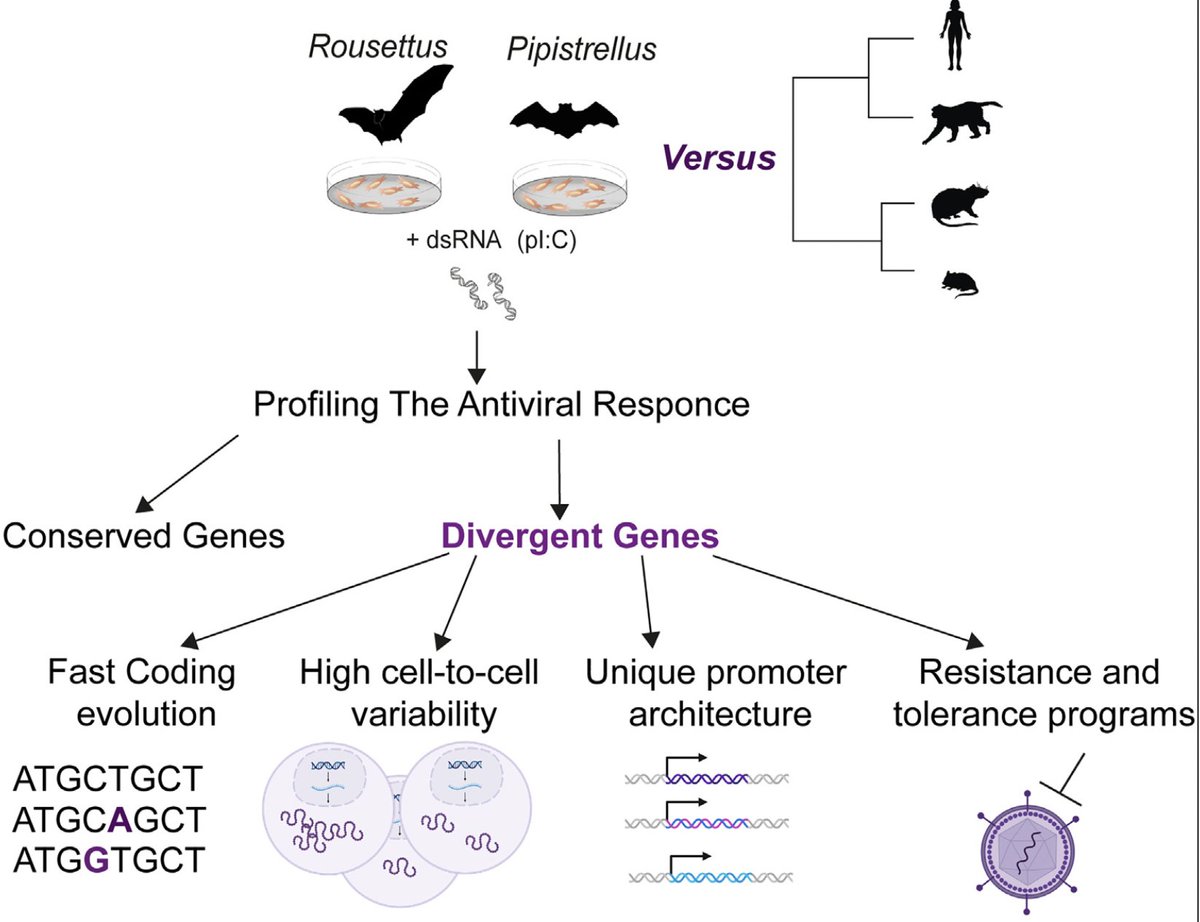 Arinjay Banerjee (@sci_questions) on Twitter photo Comparison of antiviral responses in two bat species reveals conserved and divergent innate immune pathways. <a href="/iScience_CP/">iScience journal</a>
cell.com/iscience/fullt… Comparison of antiviral responses in two bat species reveals conserved and divergent innate immune pathways. <a href="/iScience_CP/">iScience journal</a>
cell.com/iscience/fullt…