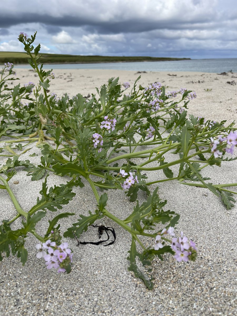 VikBeeWyld's tweet photo. Down by the sea… 🌸🩷 I’m loving discovering new wildflowers in our new island home, creating a new #apothecary 🌱#seacampion #oysterleaf #searocket #wildflowerhour #allmywildmothers https://t.co/SmtZPiqnje