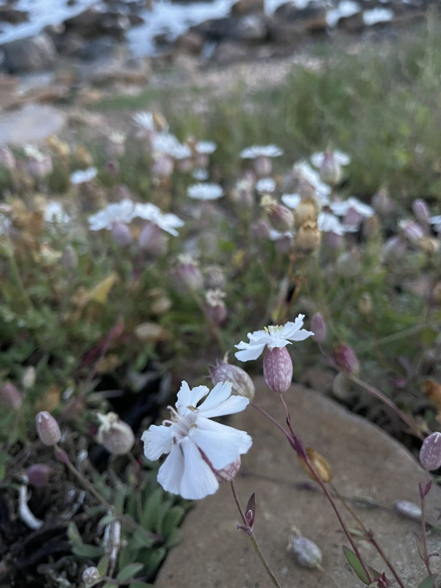 VikBeeWyld's tweet photo. Down by the sea… 🌸🩷 I’m loving discovering new wildflowers in our new island home, creating a new #apothecary 🌱#seacampion #oysterleaf #searocket #wildflowerhour #allmywildmothers https://t.co/SmtZPiqnje