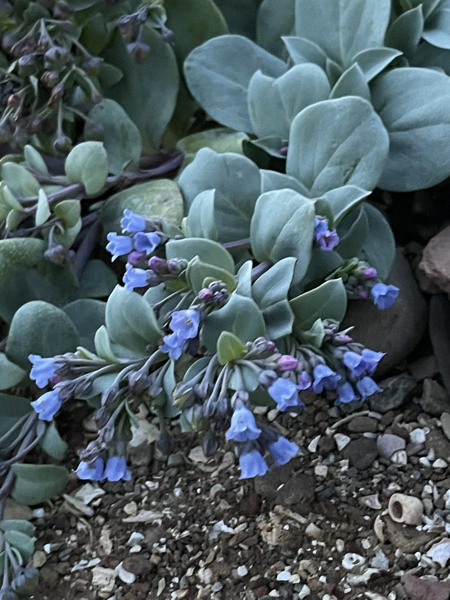 VikBeeWyld's tweet photo. Down by the sea… 🌸🩷 I’m loving discovering new wildflowers in our new island home, creating a new #apothecary 🌱#seacampion #oysterleaf #searocket #wildflowerhour #allmywildmothers https://t.co/SmtZPiqnje