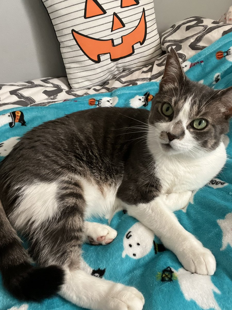 lisa_cela2's tweet photo. My little pumpkin is ready for Halloween https://t.co/QLWwLhoFtM
