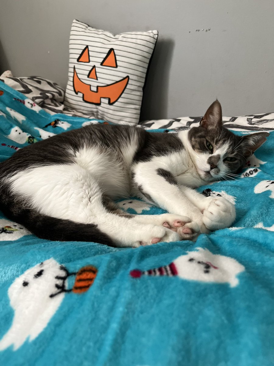 lisa_cela2's tweet photo. My little pumpkin is ready for Halloween https://t.co/QLWwLhoFtM