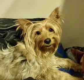 KeithOlbermann's tweet photo. TOBY IS MISSING IN WASHINGTON HEIGHTS: last seen at Fort Washington and 180th, he’s 11 pounds and chipped: 985112011771968. If you’ve seen or found him please call 888-466-3242 and PLEASE RT TOBY! https://t.co/69VCt2eWEq