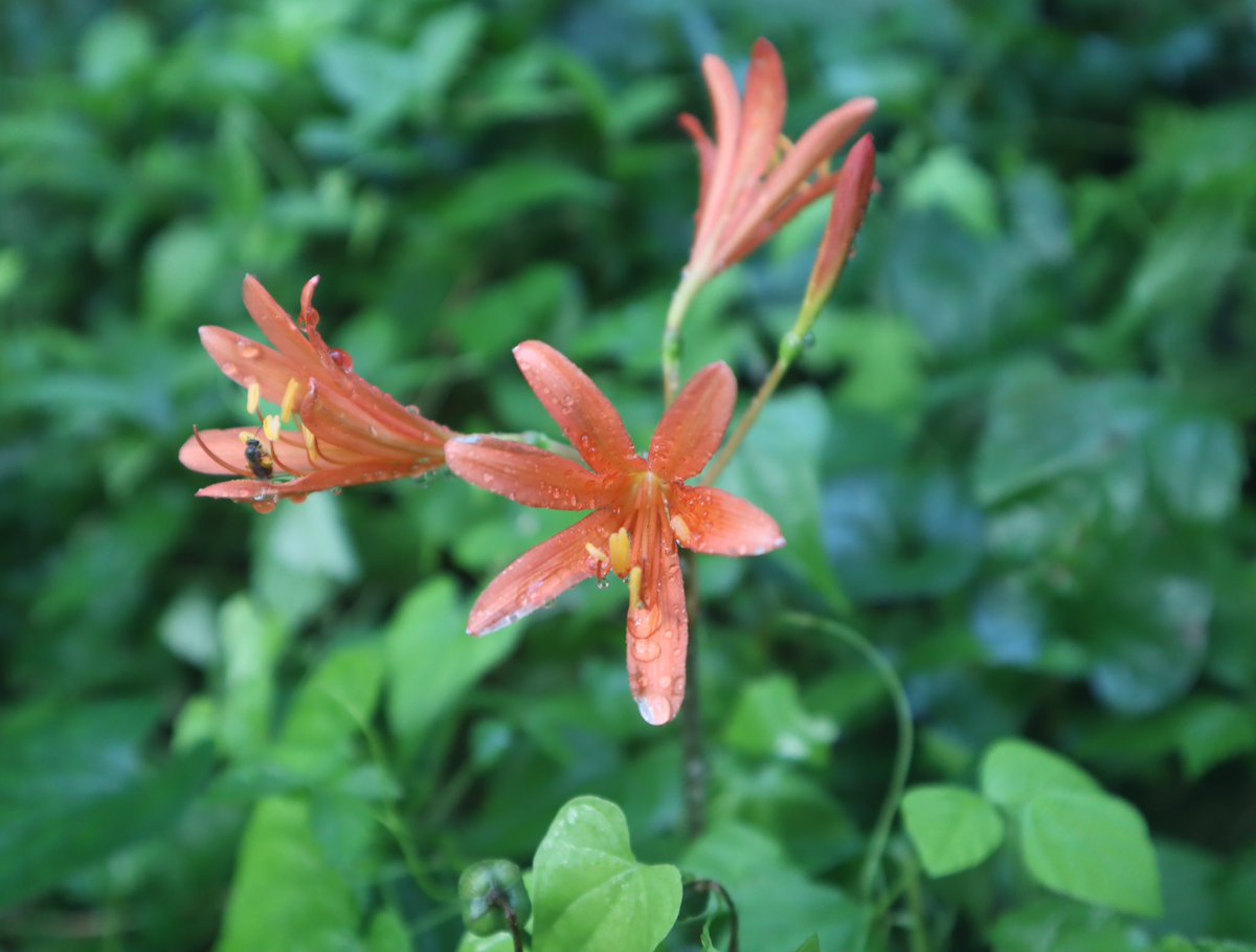 murasaki_hana_'s tweet photo. おはようございます😊🌿
緑生い茂る
森の中に
妖艶な雰囲気で😦🌿
色づく🦊
キツネノカミソリ
花時に葉見ず
葉時に花見ず🙃🌿
皆様が今日も笑顔たくさんの
素敵な一日になりますように...
#RedHeartLily #狐の剃刀 https://t.co/8Q6s2AvXmL