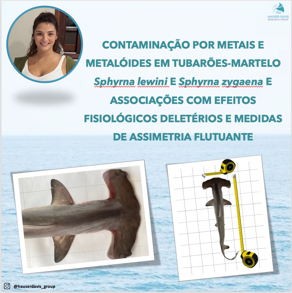 HauserDavis's tweet image. New project!
 Our new student Isabela Fraga aims to study how metal contamination  in hammerhead sharks f can be associated with Fluctuating Asymmetry (bilateral symmetry variations), indicating  deleterious development effects!
Follow instagram.com/hauserdavis_gr… for more!
#HDRG