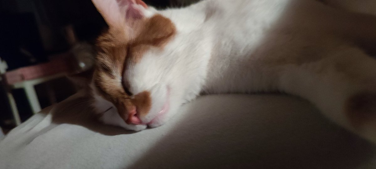 what ein bisschen zu viel Katzenminze does to a mf