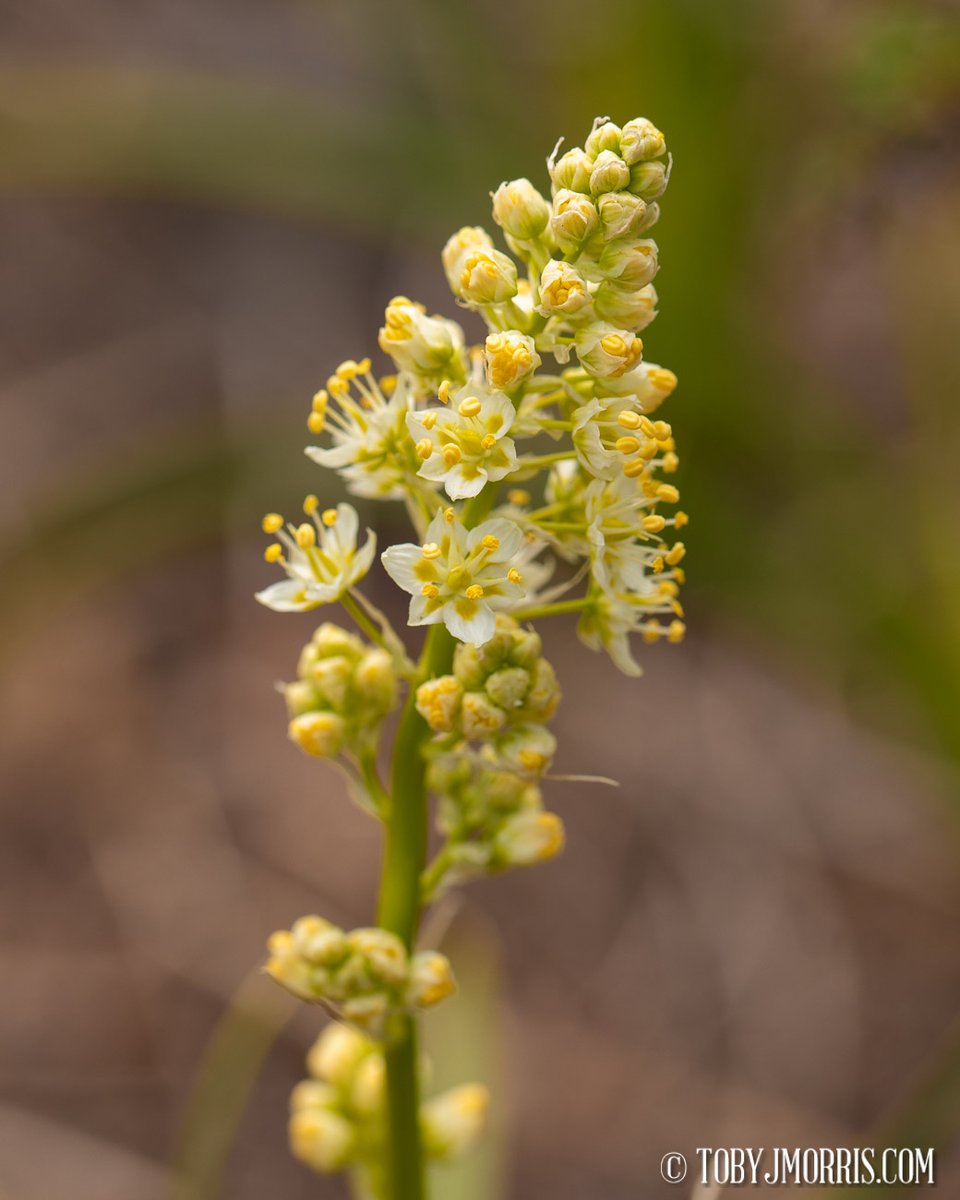 BREATH

Now live in the new FLORA gallery tobyjmorris.com/FLORA/   

Prints and wall art available.  

#meadowdeath #wildflower #wildflowers #outoffocus #flower #color #macro #flora #spencemountain #oregon