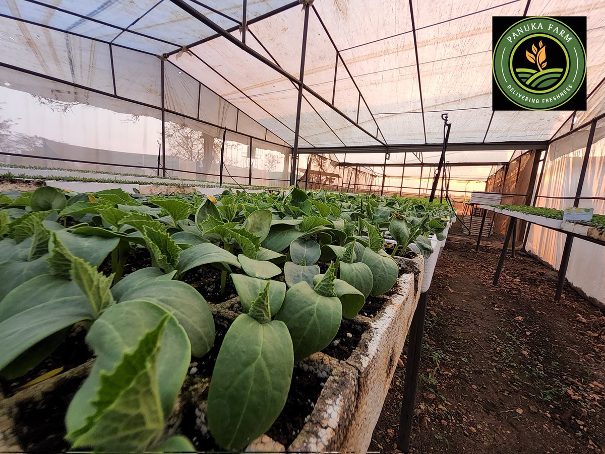 Panuka AgriBiz Hub tweet media