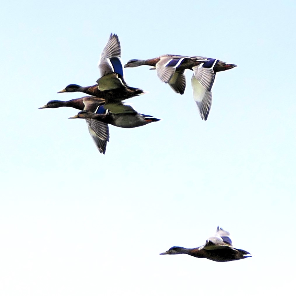 thremnir's tweet photo. Mallards at #Querrin https://t.co/tEgOUSuVWK