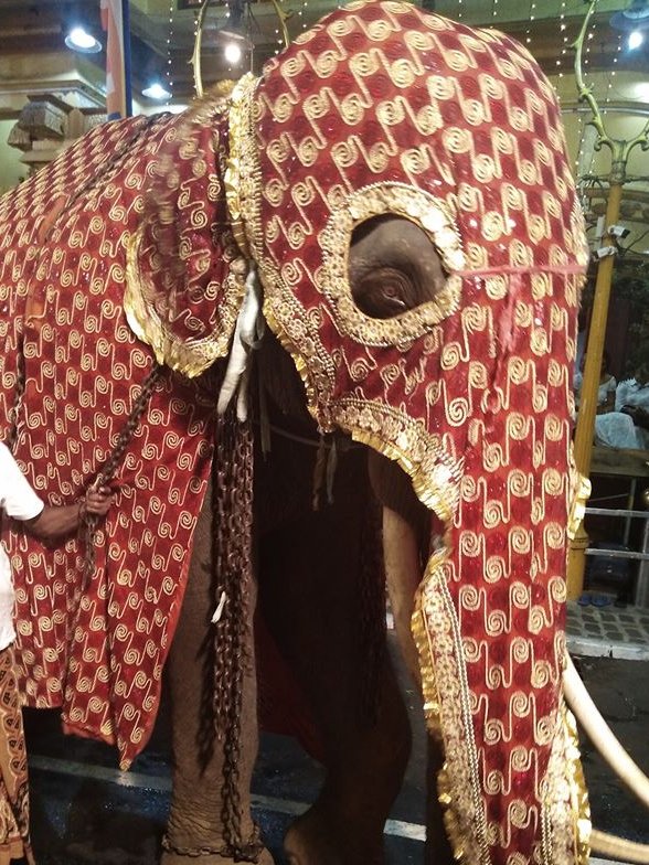 nessallan's tweet photo. Tomorrow marks the start of the Kandy Esala Perahera. For 10 consecutive nights dozens of distressed elephants will be paraded shackled through the streets of Kandy, Sri Lanka 🇱🇰 covered in heavy robes 💔 https://t.co/wZ77Mt52KI