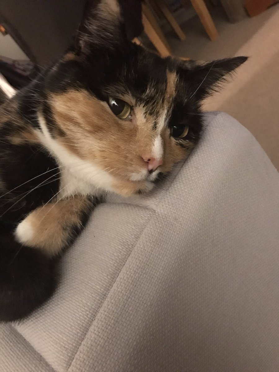 sair198's tweet photo. My beautiful girl #Tiddles https://t.co/oeawHn13WB