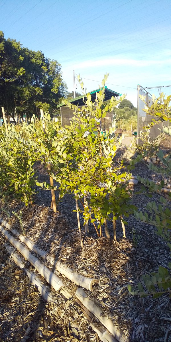 #あーみんの森 #ブルーベリー⁡ #ブルーベリー狩り #千葉県 #佐倉市  #佐倉市ブルーベリー狩り  #千葉県ブルーベリー狩り #千葉県観光スポット  #夏 #夏休み #観光  #半日観光  #レジャー #京成佐倉駅  #駅から徒歩10分