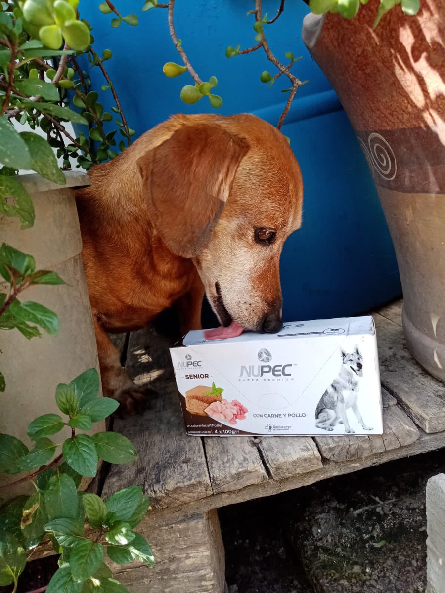 EscuadronSalchi's tweet photo. Don Ernesto, continúa en busca de una linda familia, pues no tolera los gatos y no fue posible su adopción.
Adopción Cdmx 
Macho Dachshund 
8 a 10 años aprox
✨Cardiópata, requiere medicación y cuidados especiales de por vida✨
Convive con otros perros 
No convive con gatos
Protocolo de salud completo 
¿Te interesa adoptarlo?
Solo si cumples TODOS los requisitos de adopción. 
Contacto: DM y whatsapp al 5572669734.