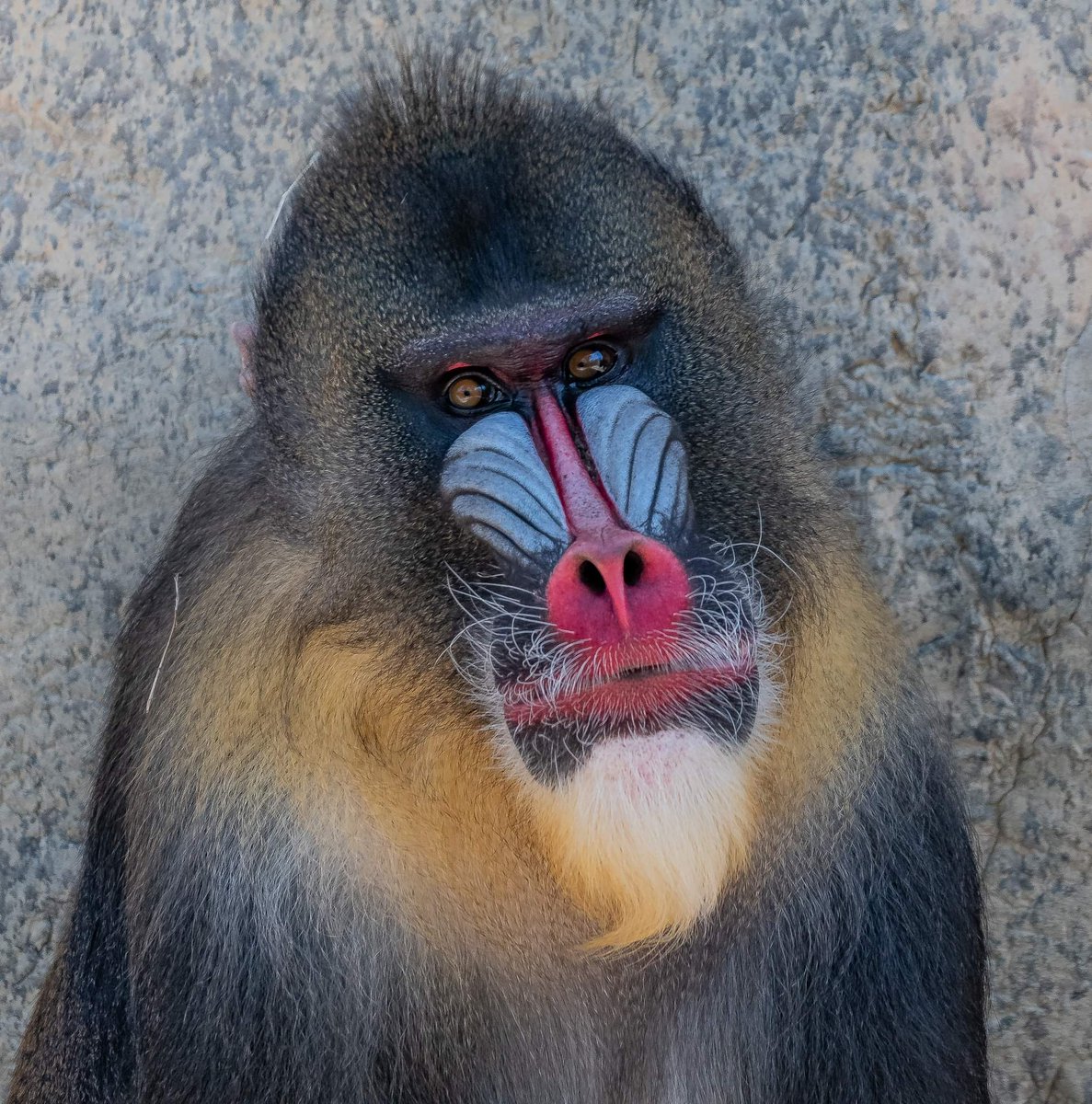 RGPHOTO2's tweet photo. Fort Worth Zoo – Mandrills, J.J. and his new girlfriend Scarlett. 8/2023
#fortworthzoo #mandrill #mandrills #mandrillpictures https://t.co/nxPEke56kE