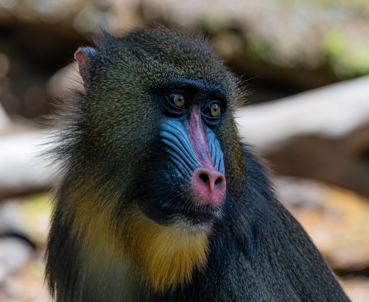 RGPHOTO2's tweet photo. Fort Worth Zoo – Mandrills, J.J. and his new girlfriend Scarlett. 8/2023
#fortworthzoo #mandrill #mandrills #mandrillpictures https://t.co/nxPEke56kE