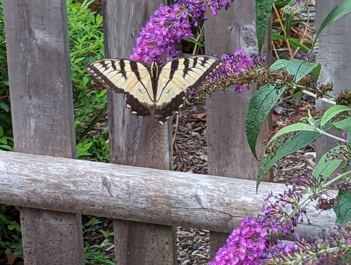 Multiple swallowtail butterflies along with monarchs and black swallowtails visiting aptly named butterfly bush. Taking advantage of warm sunny day