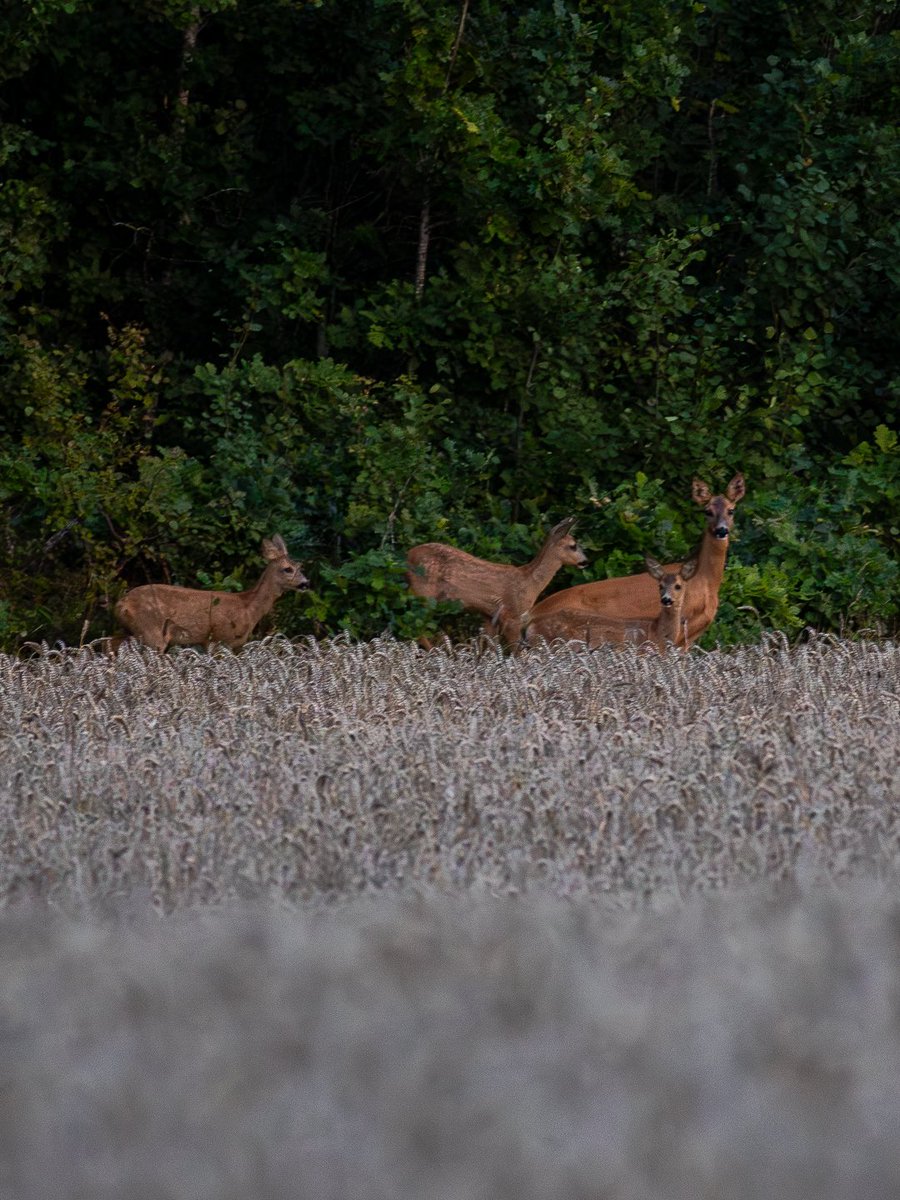 Från kvällsrundan i skogen. Inte ofta jag lyckas fota fyra rådjur samtidigt. 

#rådjur #roe #deer