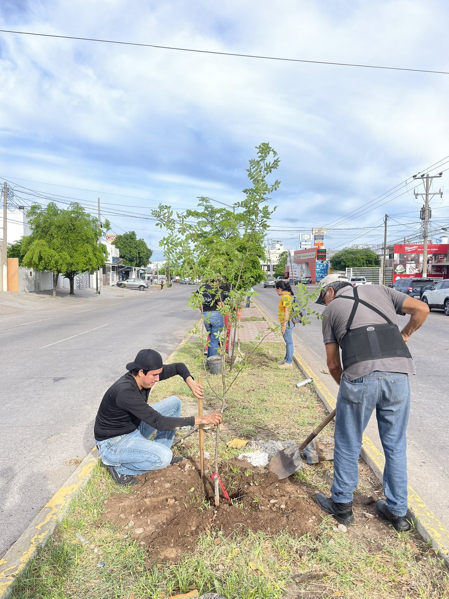 prociudadcln's tweet photo. Muchas gracias a quienes nos acompañaron en esta campaña de restauración vegetal con árboles regionales Sinaloenses; agradecemos a quienes patrocinaron un árbol, a los que plantaron y a  #ClubdeJardineríaCuliacán y #RescateSilvestre con quienes organizamos esta gran actividad🌳✨ https://t.co/0U65diRcBn