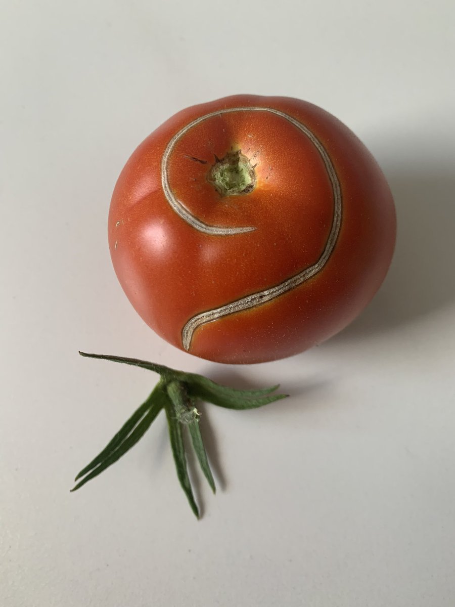 k_nahas's tweet photo. Channeling my inner Riddler – because even photos need a touch of mystery! Can you think from where this tomato comes from? 🃏📸 #PicturePuzzler #Batman #theriddler https://t.co/CY9wL71eyo