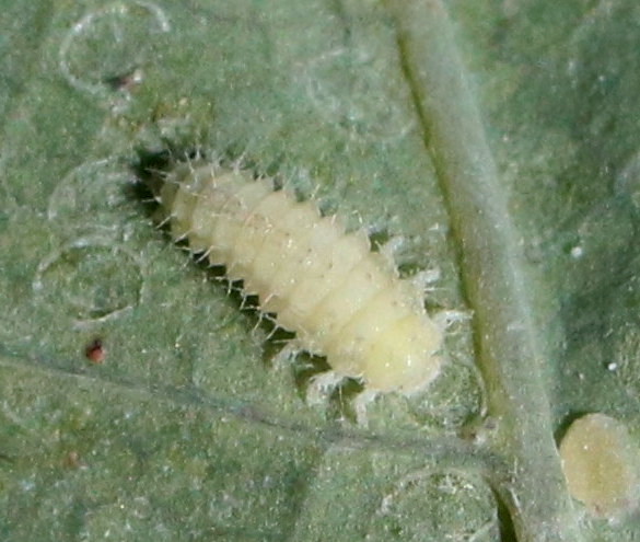 Mr_foxall's tweet photo. @vc40ladybirds Can I check whether these are OK for Horseshoe Ladybird larva? I spotted some greater celandine in a hedge near Pontesbury today, so thought that I would turn over a few leaves on the off chance https://t.co/hSyuTyKHWv