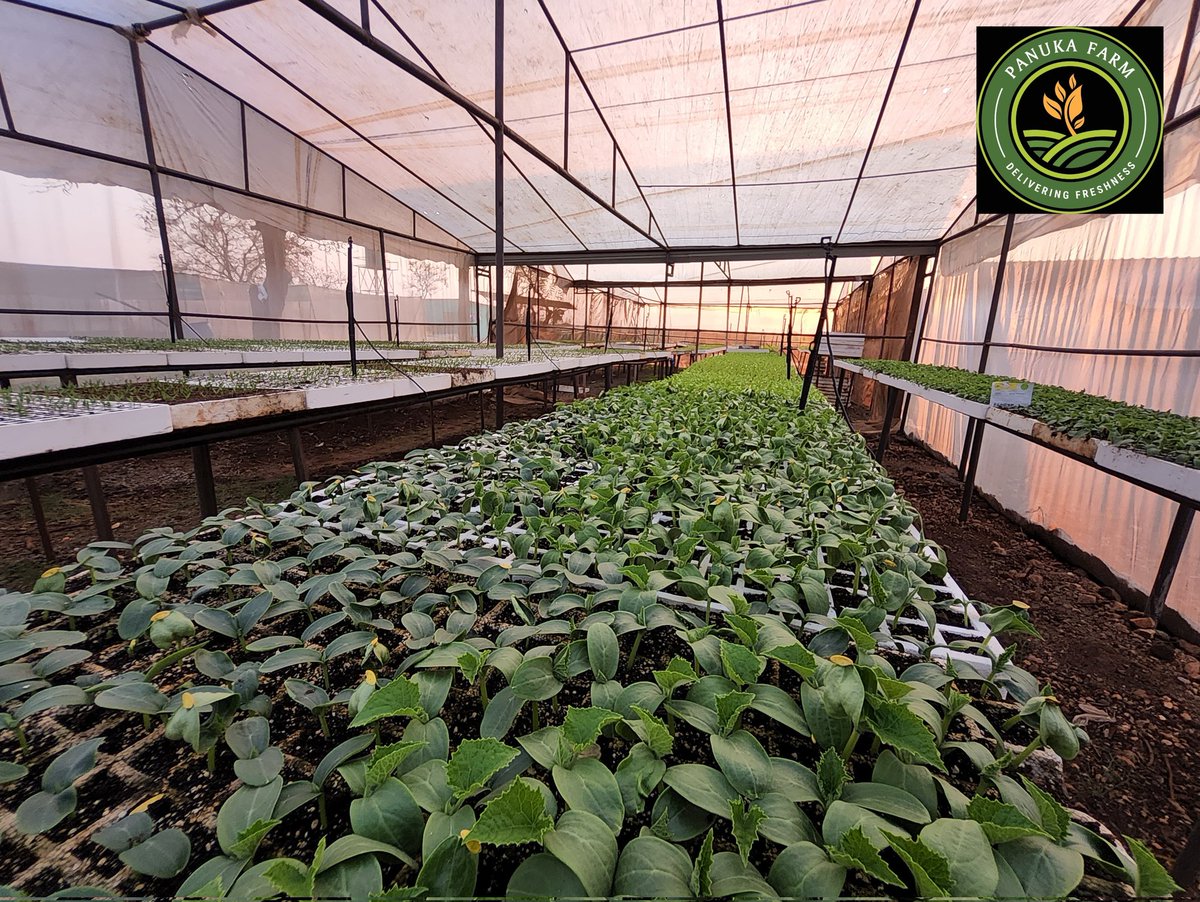 Panuka AgriBiz Hub tweet media