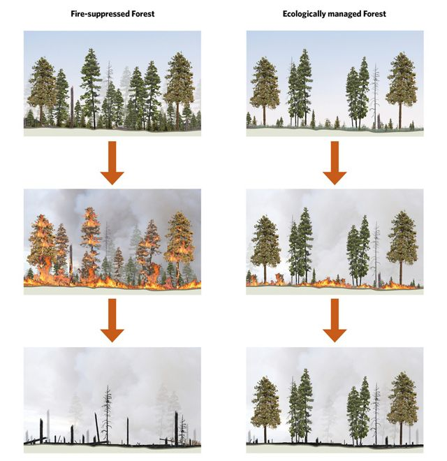 villainy_scum's tweet photo. #Wildfires. #fuelLoad https://t.co/EjHAMlEqbc