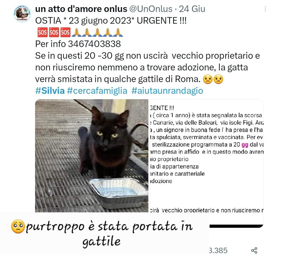 unonlus's tweet photo. Purtroppo nessuno si è fatto avanti per adottarla ed è stata portata in gattile 🥺🥺🥺🥺🥺🥺🥺 https://t.co/zVRcVijilO