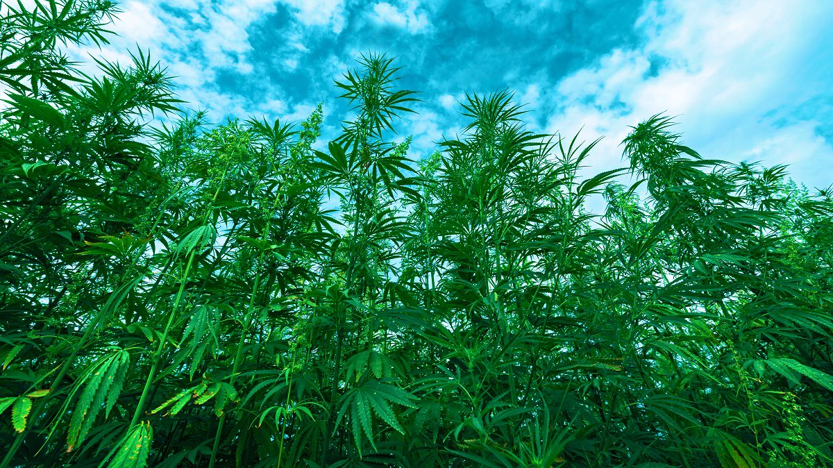 <a href="/fasc1nate/">Fascinating</a> Hemp bottles are made from a bioplastic that is derived from the fibers of hemp plants. This bioplastic is biodegradable and non-toxic, making it a more sustainable alternative to traditional plastics.

Hemp bottles can degrade in as little as 80 days, depending on the