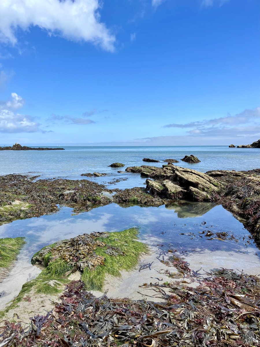 A lovely afternoon at St Mary’s Bay! This beautiful beach, just south of Berry Head, is dog-friendly and a great spot for finding fossils!