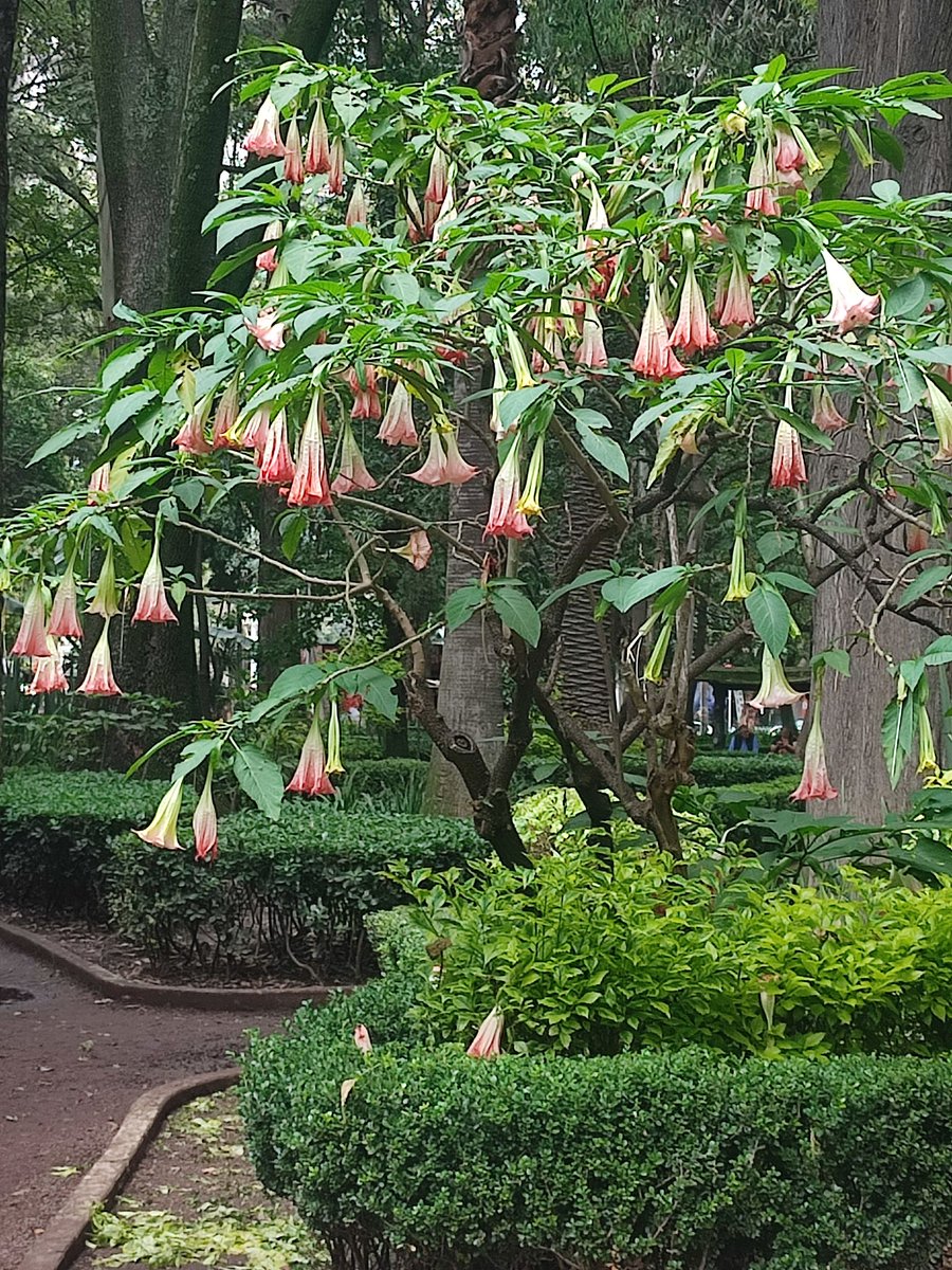 Luzmiluper's tweet photo. @wonder_m_r Ayer anduve por el parque México y Vi este árbol con flores muy lindas. https://t.co/bW47TSuD0A