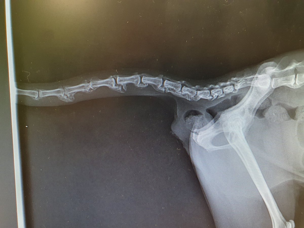 Même les chats peuvent avoir des becs de perroquets 🐦 ! Et même des fractures de becs... 

Chatte infiniment adorable, qui n'a même pas essayé de me manger malgré la douleur...