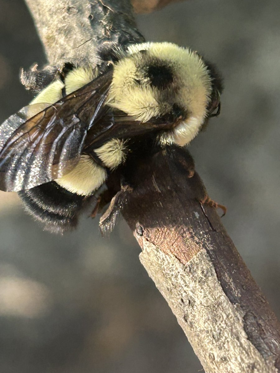 Gyne on a stick in Somers WI <a href="/RootPikeWIN/">Root Pike WIN</a> <a href="/WDNR/">Wisconsin DNR</a> #RustyPatchedBumble <a href="/xercessociety/">The Xerces Society</a> <a href="/USFWS/">U.S. Fish and Wildlife Service</a>